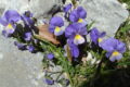 Viola eugeniae Parl.
